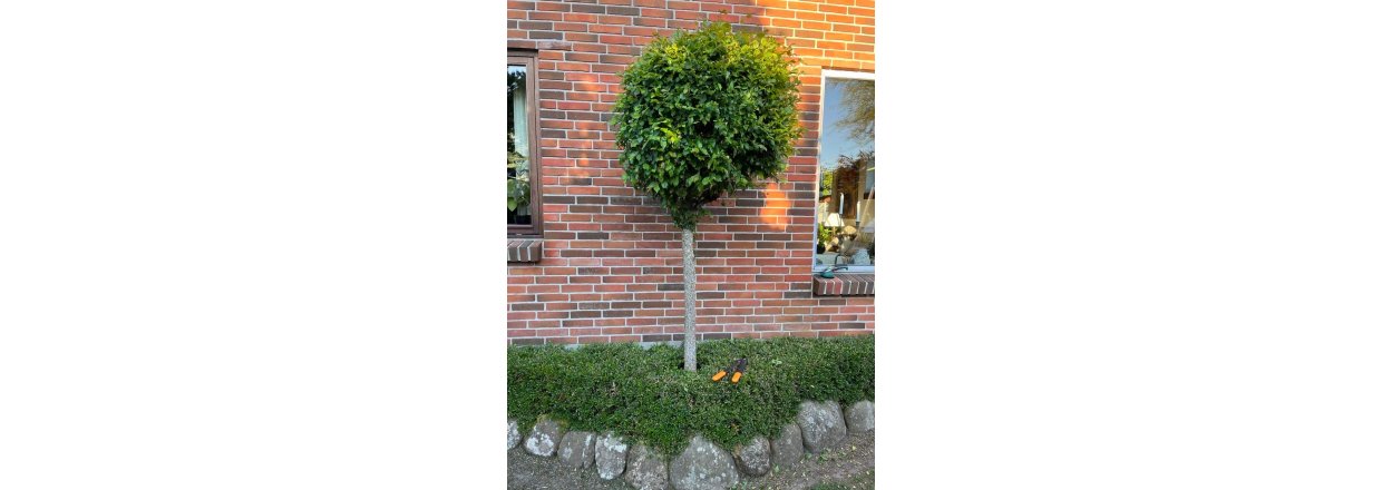 Korkegetrer og korkelme